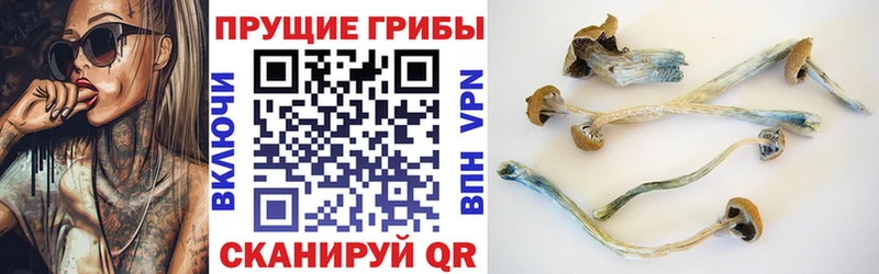 darknet состав  Ясный  Галлюциногенные грибы Psilocybe 